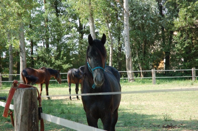 Cursos básicos y competitivos 